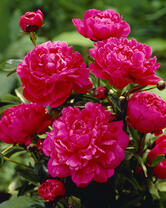 Без бренда «2KMB-4036» в Орле