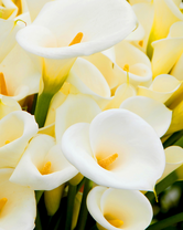 Без бренда «Белые каллы» в Орле