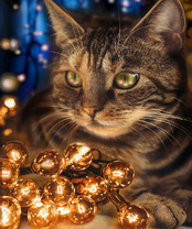 Без бренда «2KXSB-0678» в Орле