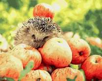 Ежик на куче яблок
