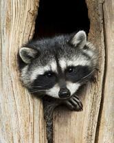 Без бренда «Енот в дупле» в Орле