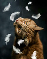 Без бренда «Кот среди перышек» в Орле