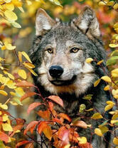 Волк в осенней листве