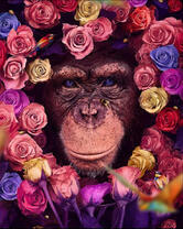 Шимпанзе среди роз