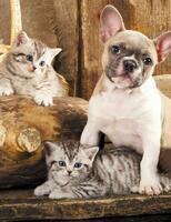 Без бренда «Милый щенок французского бульдога и два котёнка» в Орле