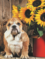 Бульдог возле букета подсолнухов