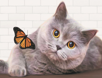 Кошечка играет с бабочкой