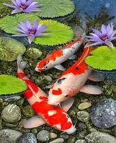 Карпы кои в озере среди цветов